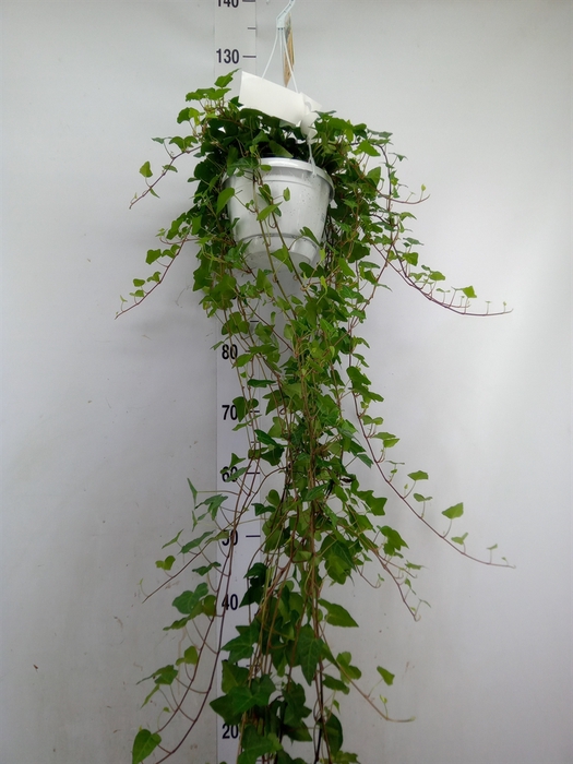 <h4>Hedera helix 'Anna'</h4>