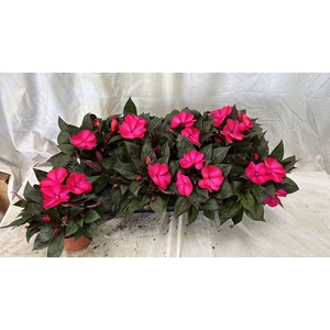 IMPAT CP PURPLE BLUE