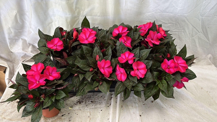 <h4>IMPAT CP PURPLE BLUE</h4>