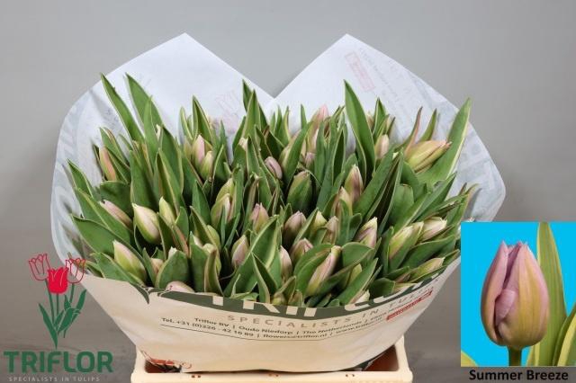 <h4>TU EN SUMMER BREEZE</h4>