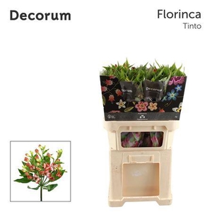 Alstroemeria florinca Tinto