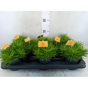 Senecio archeri 'Himalaya'