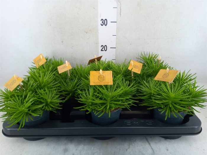 <h4>Senecio archeri 'Himalaya'</h4>