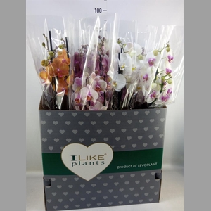 Phalaenopsis   ...mix