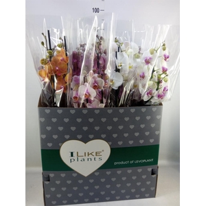 Phalaenopsis   ...mix