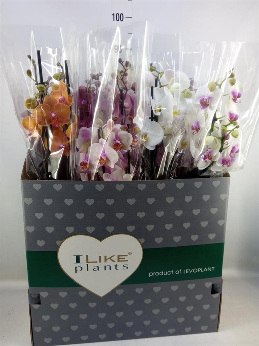<h4>Phalaenopsis   ...mix</h4>