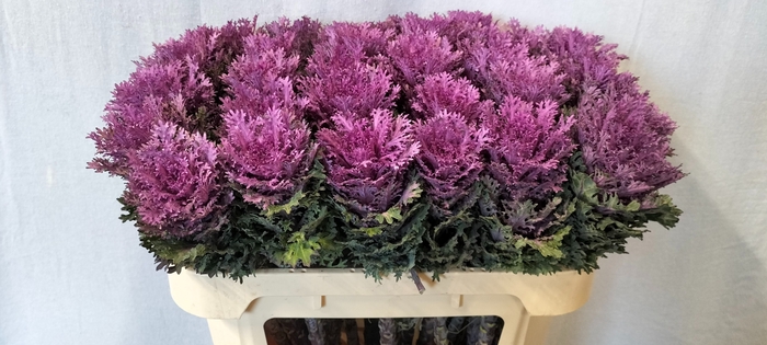 <h4>BRASS CRANE QUEEN</h4>