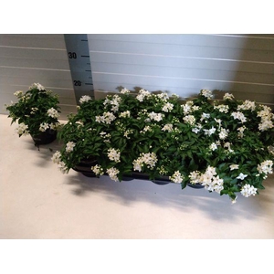 SOLANUM JASMINOIDES