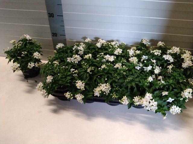 SOLANUM JASMINOIDES