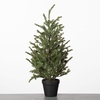 AF Spruce Fir Tree pot H63cm G