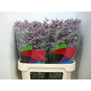 Lim Saf Lilac