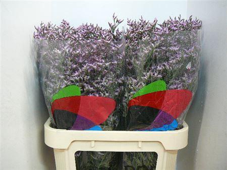 <h4>Lim Saf Lilac</h4>