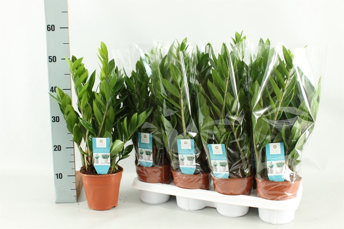 <h4>Zamioculcas zamiifolia</h4>