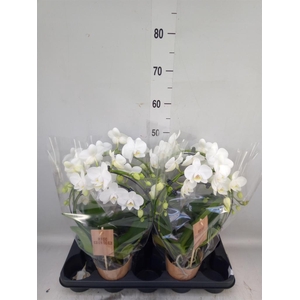Phalaenopsis   ...