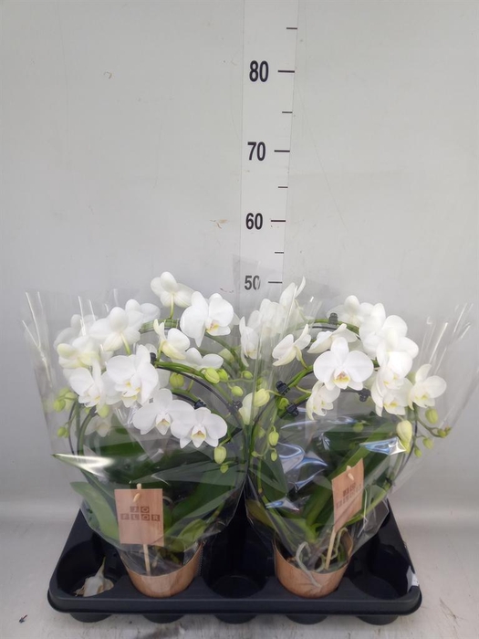 <h4>Phalaenopsis   ...</h4>