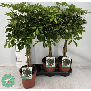 Schefflera Gold Capella 19Ø 80cm 4pp