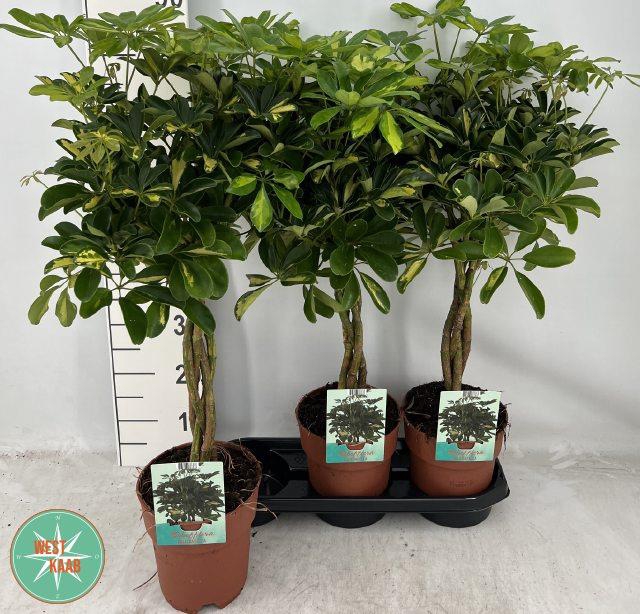 Schefflera Gold Capella 19Ø 80cm 4pp