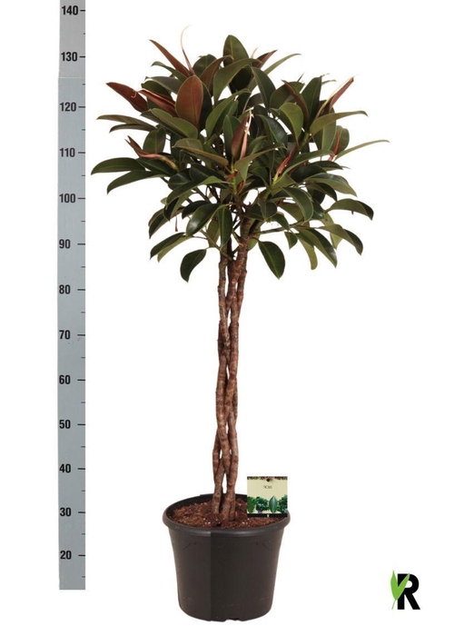 <h4>FIC EL MELANY</h4>