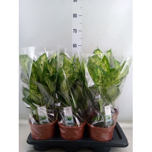 Dieffenbachia  'Compacta'