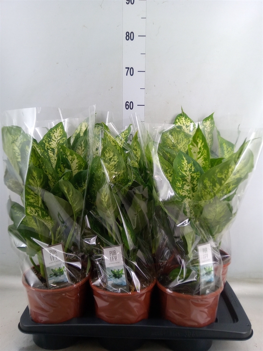 <h4>Dieffenbachia  'Compacta'</h4>