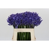 Agapanthus EYFORI Blue