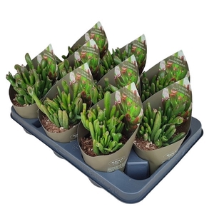 CRASSULA PORTULACEA GOLLUM POT Ø 10,5 WITH POTCOVER (SUCCULENTEN)