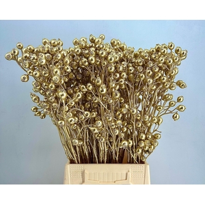 Rosa Hip Painted $Luxury Gold H%*