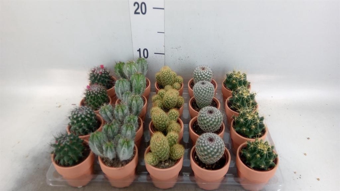 <h4>Cactus   ...mix  5</h4>