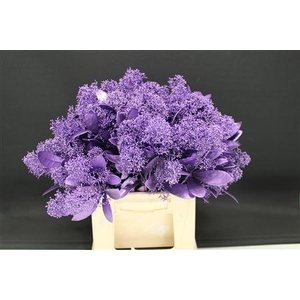 Skimmia Milka Mettalic