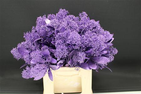 <h4>Skimmia Milka Mettalic</h4>