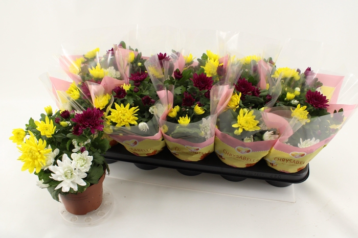 <h4>CHRYS GEM IN POT</h4>