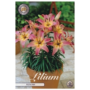 Lilium Rozalynn x3 14/16