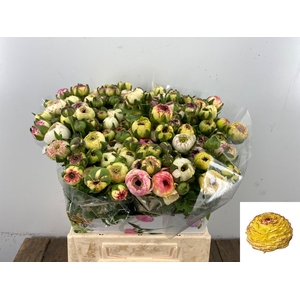 RAN EL YELLOW STRIPE