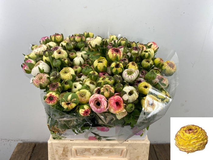 <h4>RAN EL YELLOW STRIPE</h4>