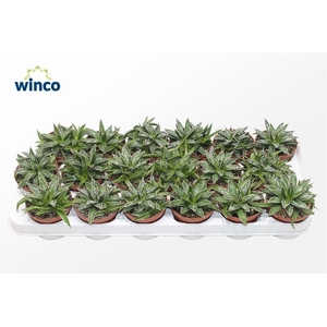 Agave Victoriae-reginae