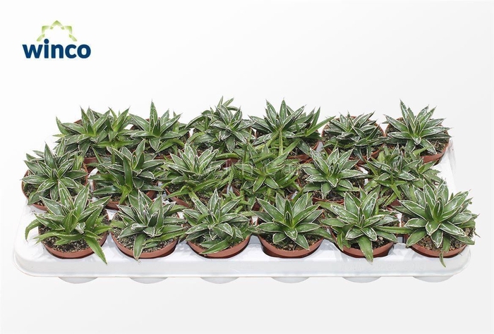 <h4>Agave Victoriae-reginae</h4>