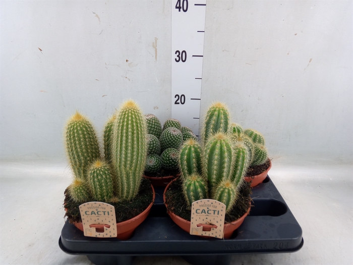 <h4>Cactus   ...mix</h4>