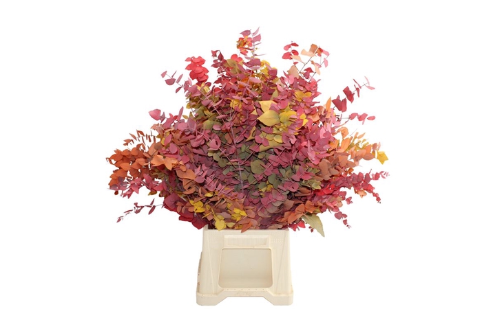 <h4>Stuartiana Gestabiliseerd Autumn</h4>