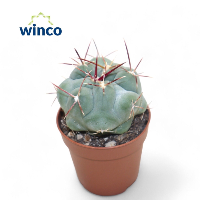 <h4>CACTUS OV</h4>