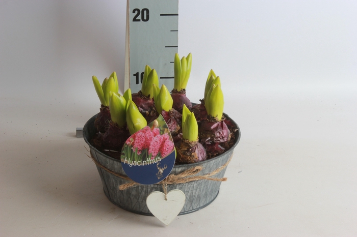 <h4>ARR HYACINTH</h4>