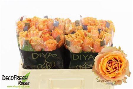 <h4>R Gr Carpe Diem</h4>