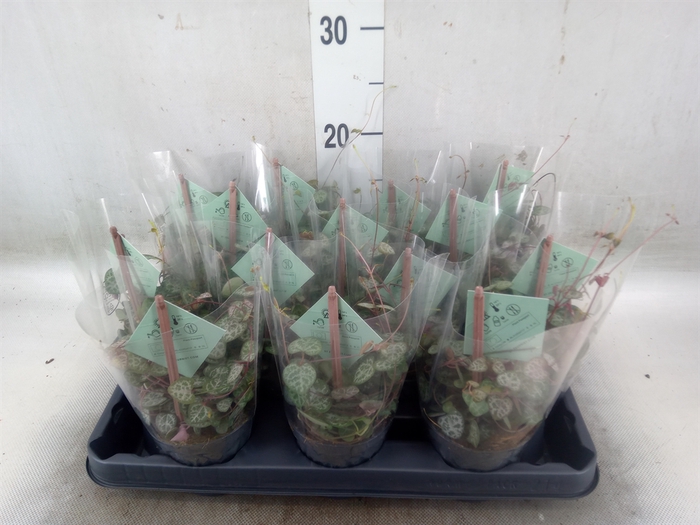 <h4>Ceropegia woodii ssp. woodii</h4>