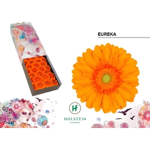 Gerbera Eureka