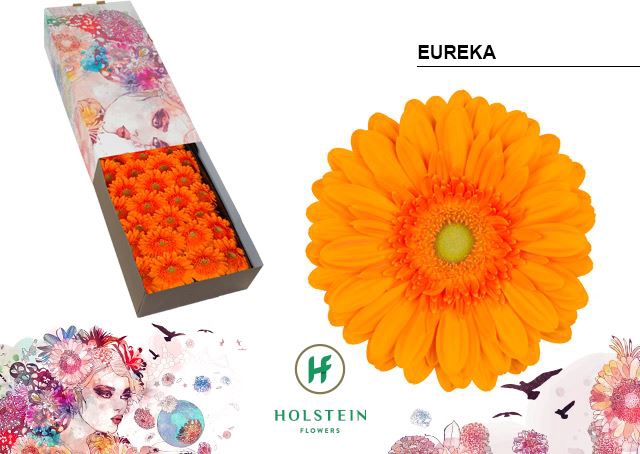 <h4>Gerbera Eureka</h4>