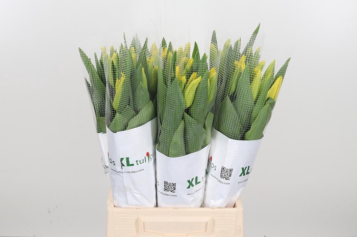 <h4>Tu Fr Latina</h4>