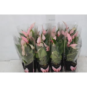 ANTHURIUM LILLI P09 PREMIUM