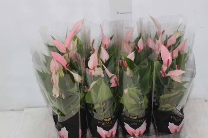 <h4>ANTHURIUM LILLI P09 PREMIUM</h4>