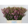 Chamelaucium Kerryn