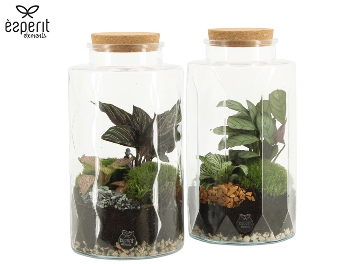 <h4>90870: Terrarium arrangement</h4>