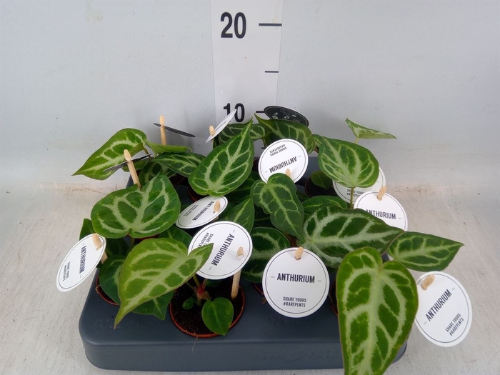 <h4>Anthurium   ...</h4>
